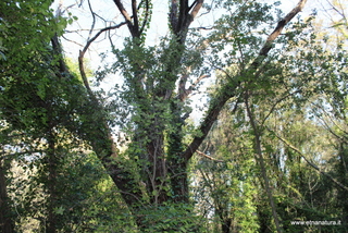 Acero del bosco Nicolosi